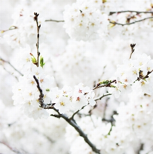 Tree branch blossom winter Photo