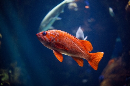 Water underwater fish swimming Photo