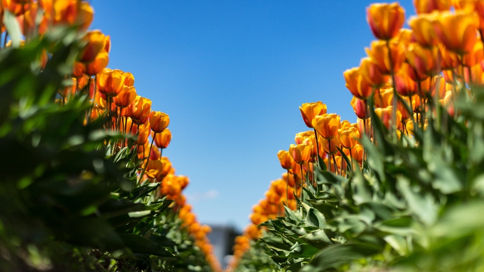 Plant sky row flower