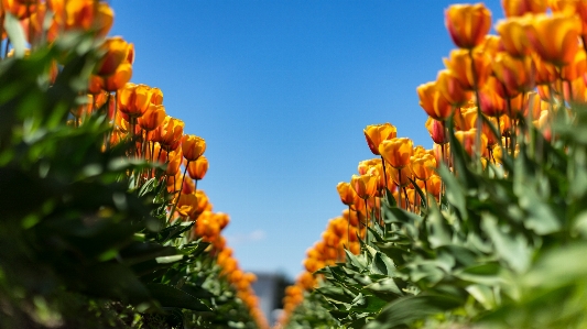 Anlage himmel reihe blume Foto