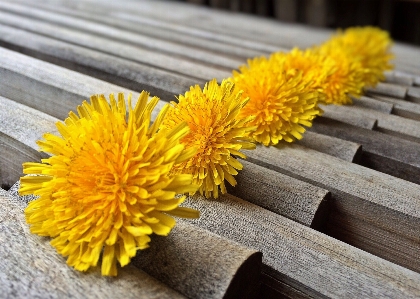 タンポポ 花 春 黄色 写真