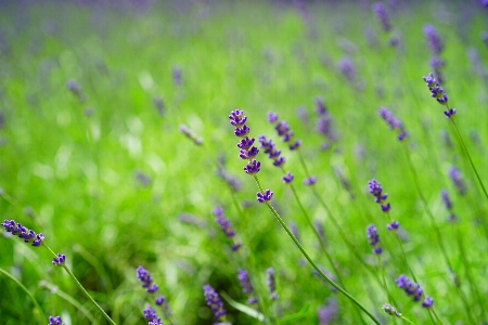 Nature grass plant meadow Photo