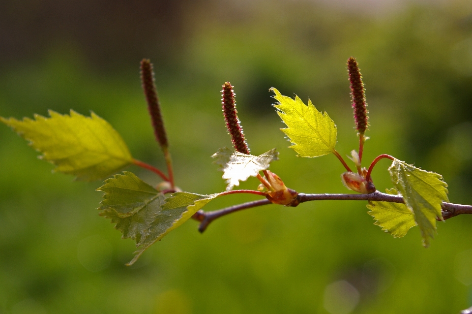 árvore natureza filial florescer