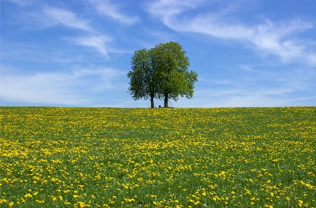 Landscape tree grass cloud Photo