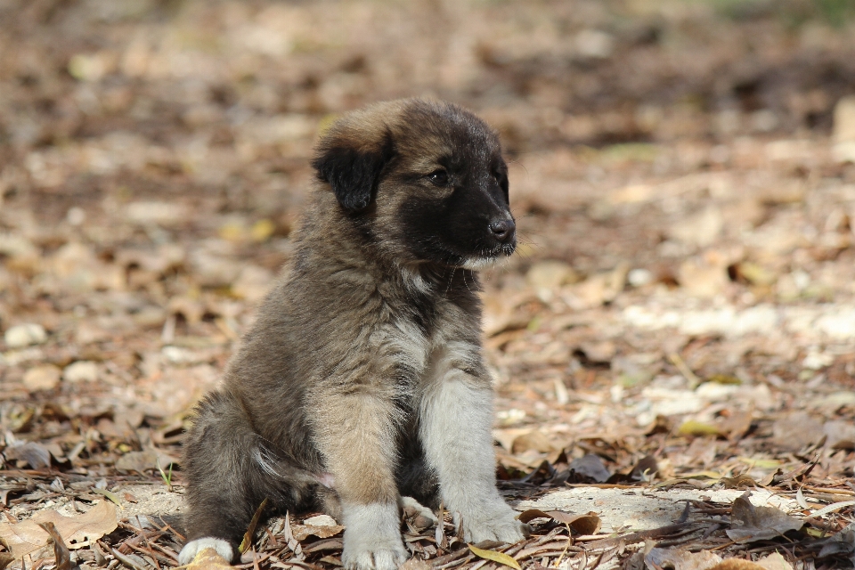 Natura cucciolo cane nero
