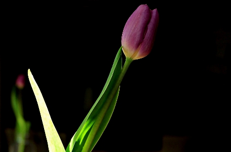 Blüte anlage blume blütenblatt Foto