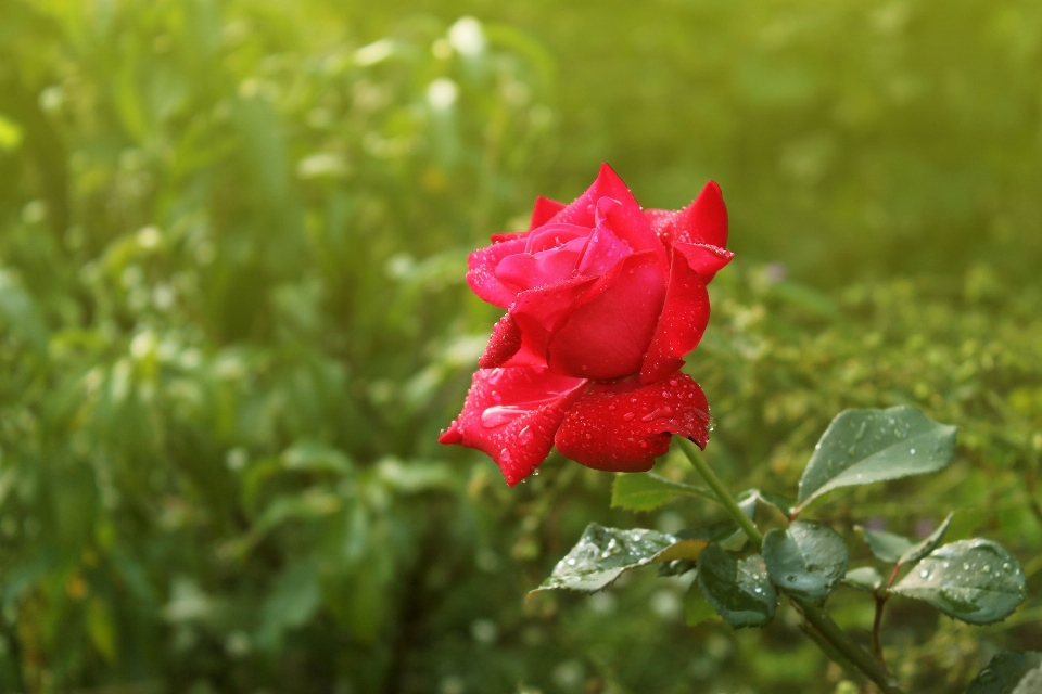 Natura pianta foglia fiore