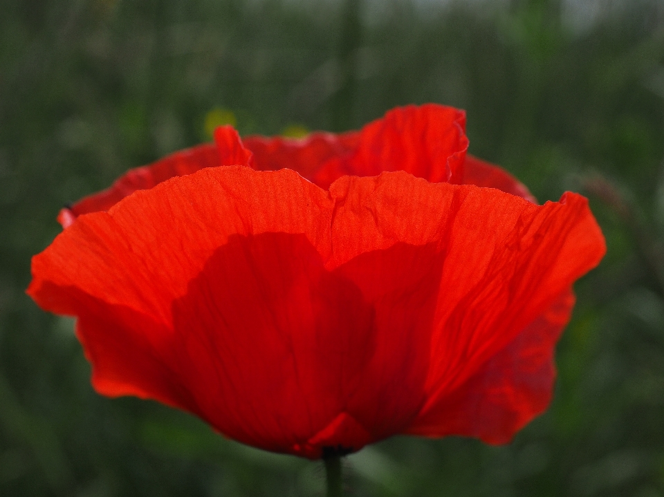 Fleurir usine prairie
 fleur