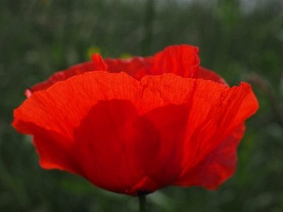 Blossom plant meadow flower Photo