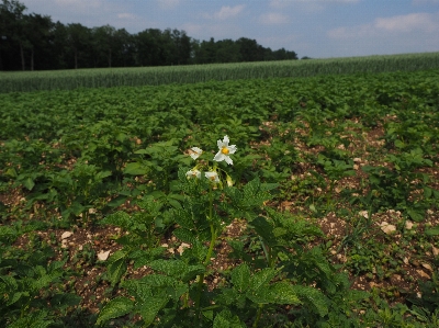 Foto Pohon rumput mekar tanaman