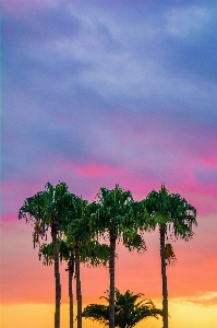 Landscape tree horizon cloud Photo