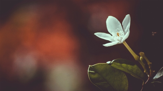 Branch blossom plant sunlight Photo