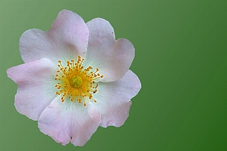 Blüte anlage blume blütenblatt Foto