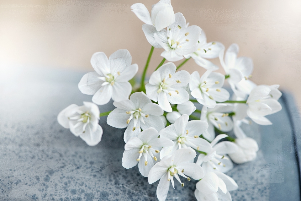 Florecer planta blanco flor