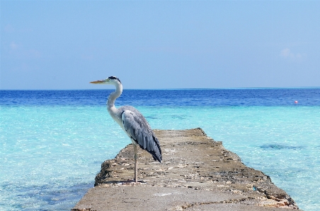 Beach sea coast water Photo