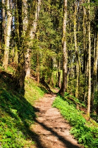 Landscape tree nature forest Photo