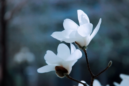 Branch blossom plant white Photo