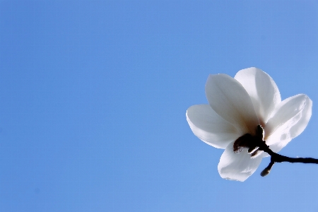 Branch blossom cloud plant Photo