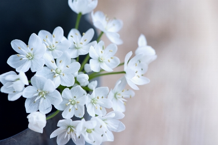 ブランチ 花 植物 白 写真