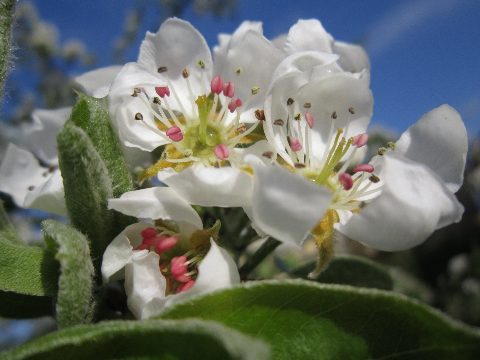 Natura ramo fiore rugiada