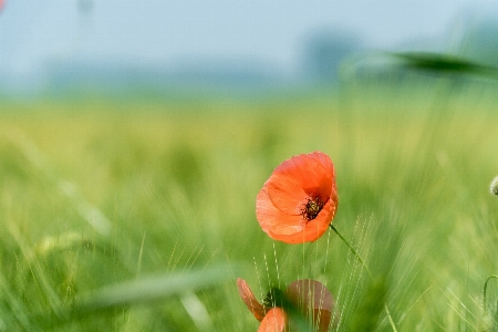 Grass sky field meadow Photo