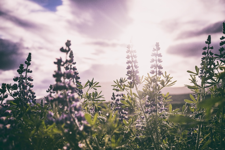 風景 木 自然 草