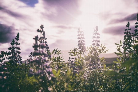 風景 木 自然 草 写真