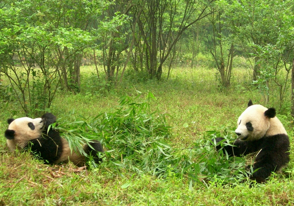 Herbe ours faune jungle