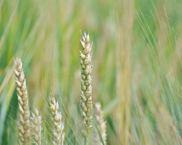 Nature grass plant field Photo