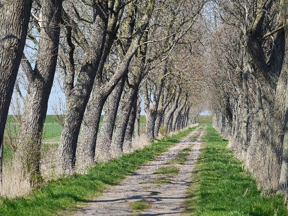 Paesaggio costa albero sentiero