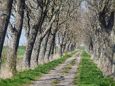 Landscape coast tree path Photo