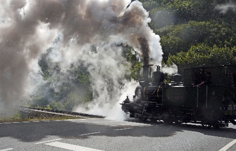 木 植物 追跡 鉄道 写真