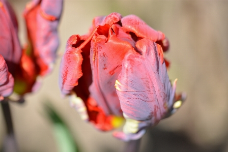 Blüte anlage blume blütenblatt Foto