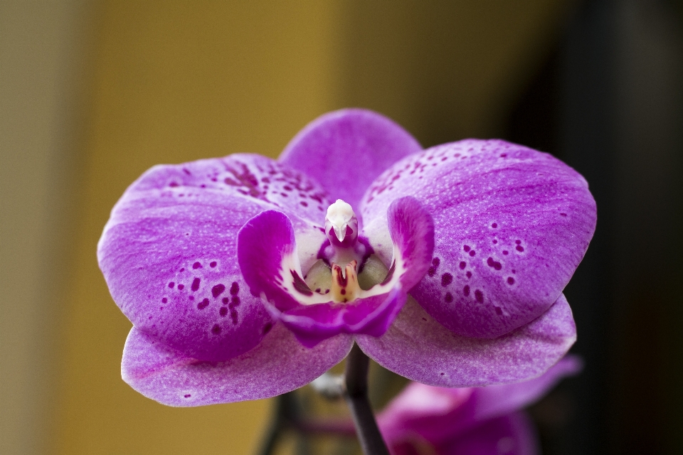 Plant flower purple petal