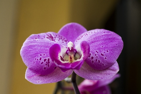 Anlage blume lila blütenblatt Foto