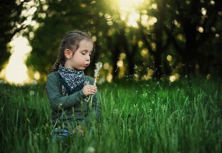 Tree nature grass outdoor Photo