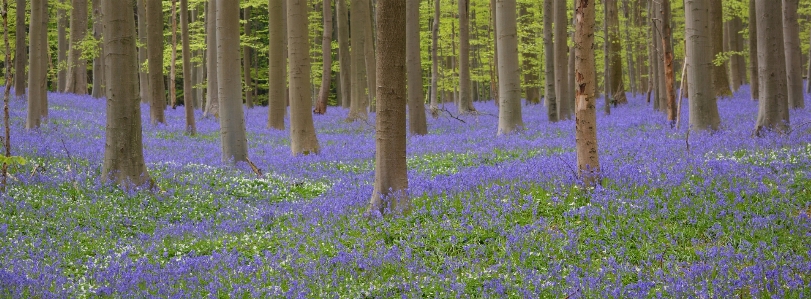 Landscape tree nature forest Photo