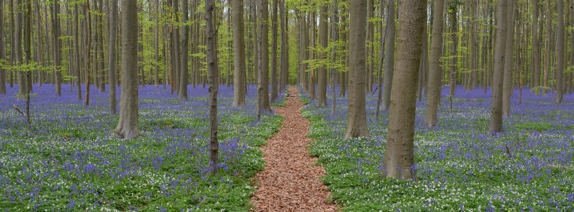 Landscape tree nature forest Photo