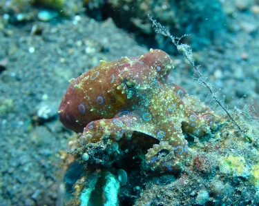 Water diving wildlife underwater Photo