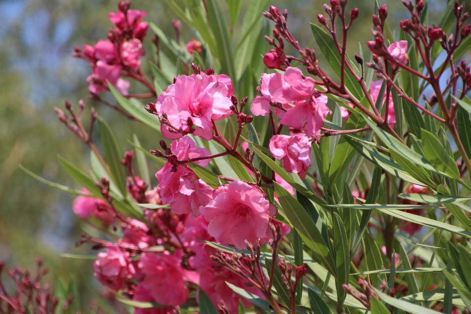 Natura pianta fiore estate