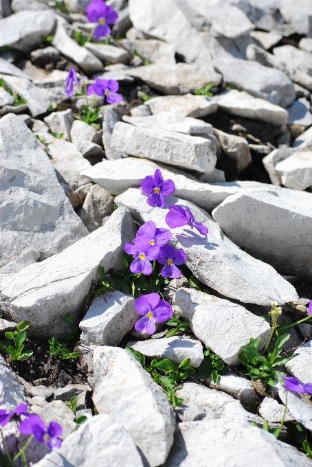 Nature rock fleurir usine