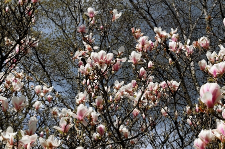 Tree nature branch blossom Photo