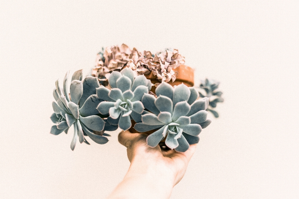 Hand flower decoration succulent