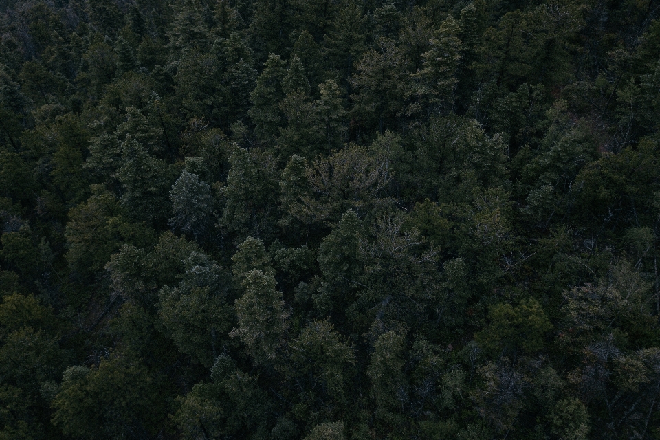 Paesaggio albero foresta erba