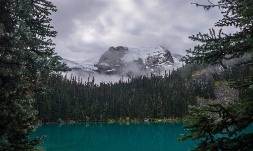 風景 木 水 自然 写真