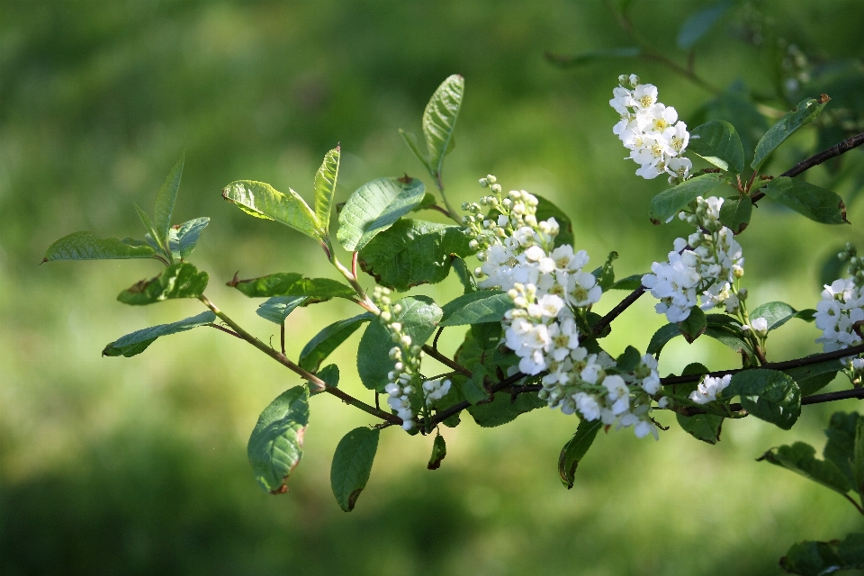 Baum zweig blüte anlage