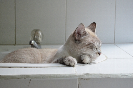 Foto Animal bicho de estimação pelagem gatinho