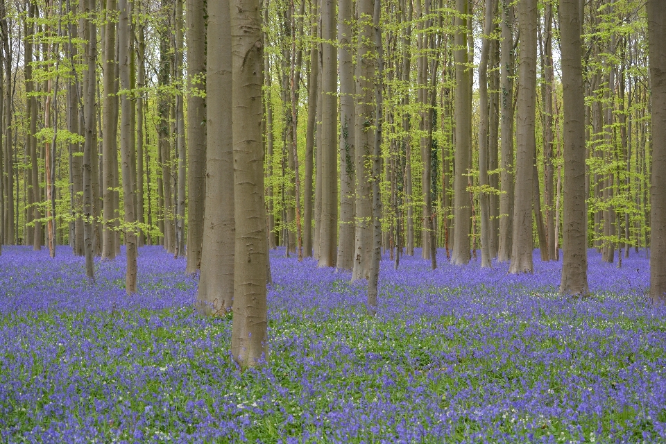 Paysage arbre nature forêt