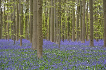 Landscape tree nature forest Photo