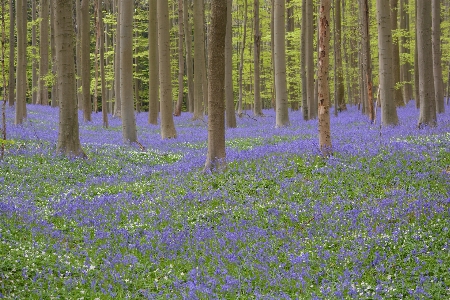 Landscape tree nature forest Photo